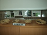 /album/%e7%a8%ae%e5%ad%90%e9%85%b7%e5%9c%a8%e6%a0%a1%e5%9c%92/dsc02527-jpg/