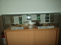 /album/%e7%a8%ae%e5%ad%90%e9%85%b7%e5%9c%a8%e6%a0%a1%e5%9c%92/dsc02528-jpg/